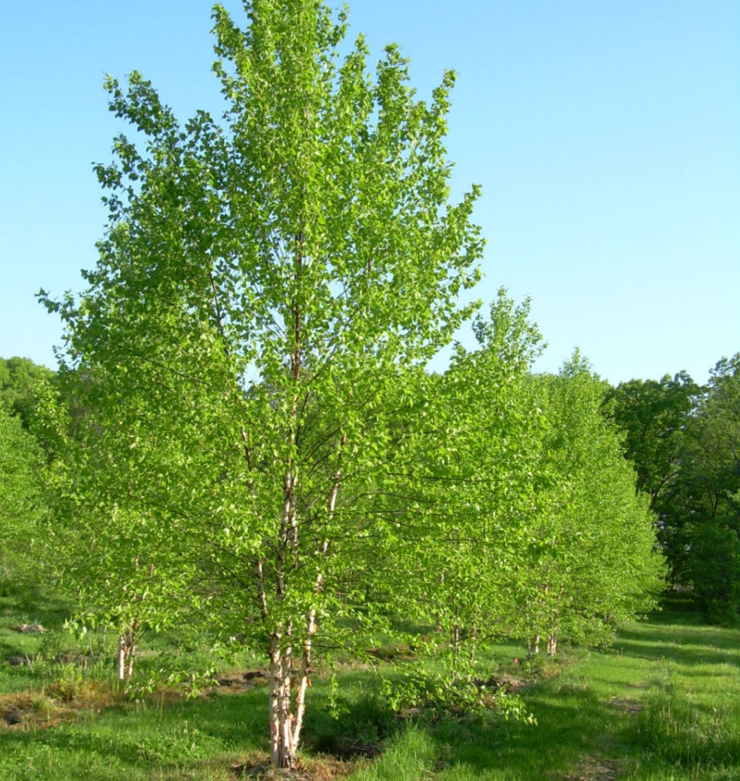 Heritage River Birch Clump | Natorps Online Plant Store